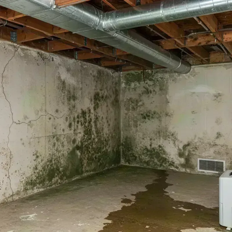 Professional Mold Removal in Stark County, OH